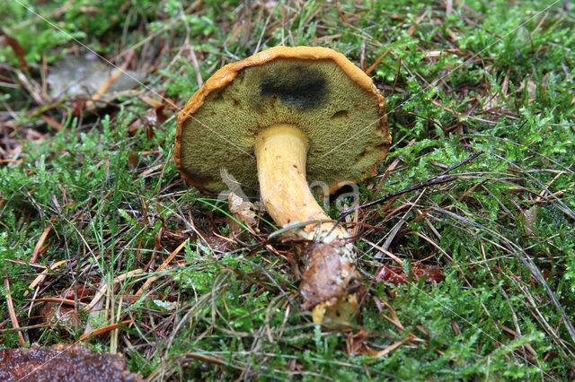 Houtboleet (Pulveroboletus lignicola)