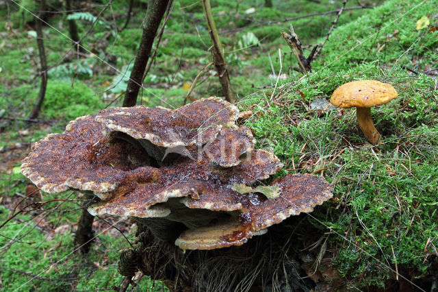 Pulveroboletus lignicola