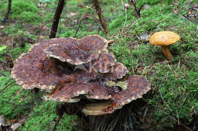 Houtboleet (Pulveroboletus lignicola)