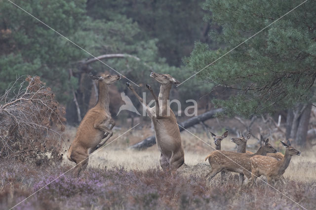 Red Deer (Cervus elaphus)