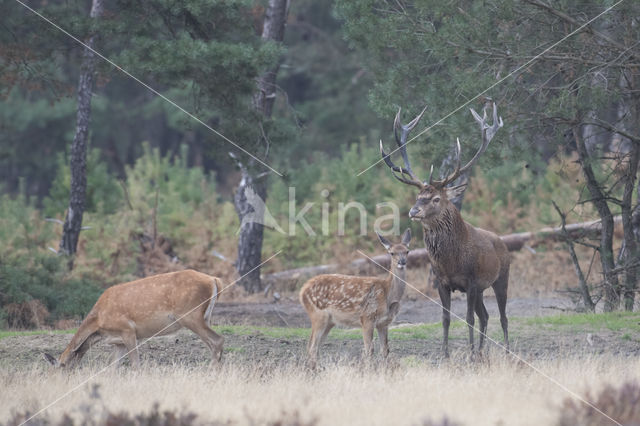 Red Deer (Cervus elaphus)