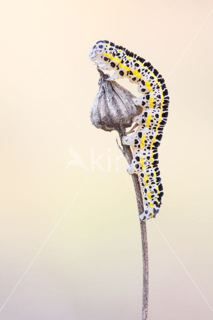 Toadflax Brocade (Calophasia lunula)