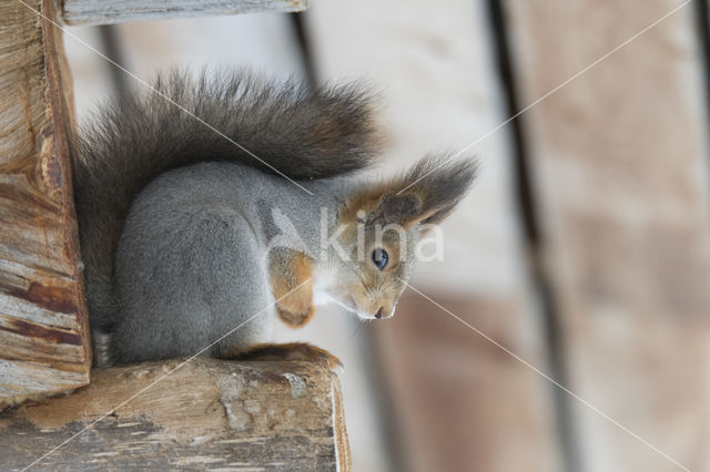 Eekhoorn (Sciurus vulgaris)