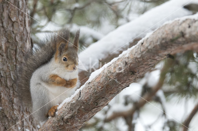 Red Squirrel (Sciurus vulgaris)