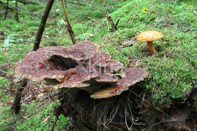 Houtboleet (Pulveroboletus lignicola)