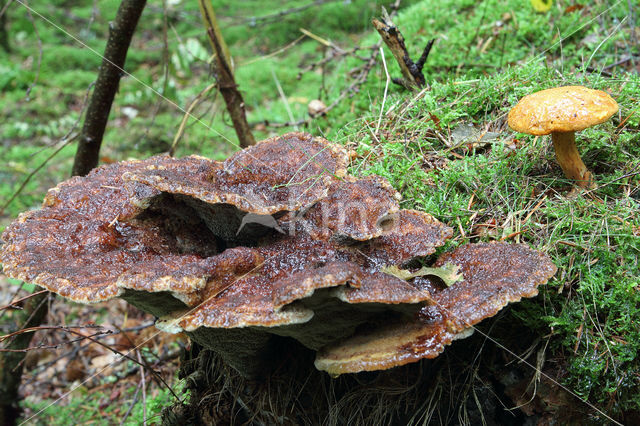 Houtboleet (Pulveroboletus lignicola)