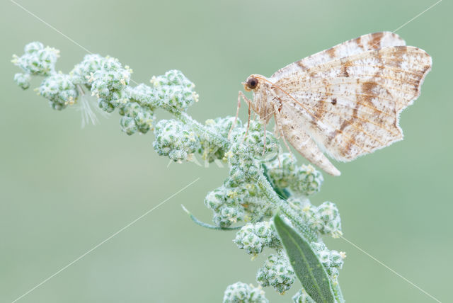 Klaverblaadje sp. (Macaria notata / alternata)