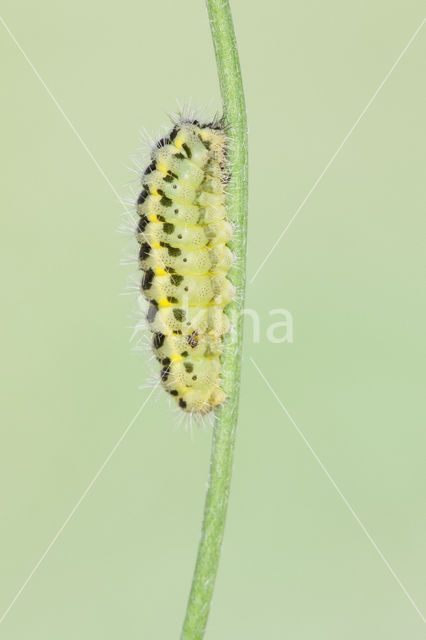 Vijfvlek-sint-jansvlinder (Zygaena trifolii)