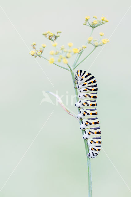 Koninginnepage (Papilio machaon)