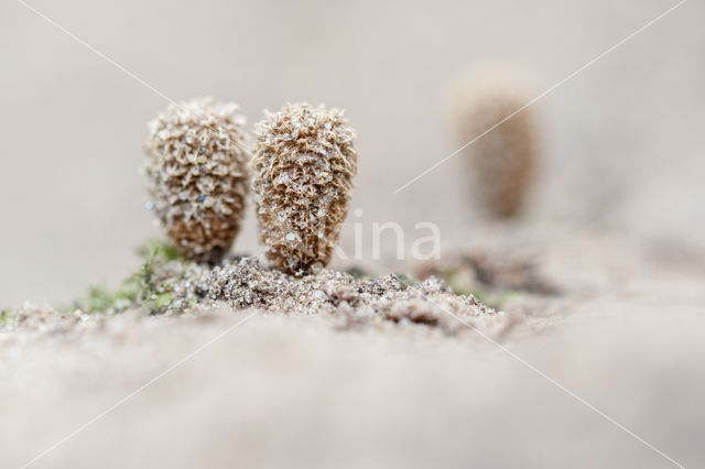 Gestreept nestzwammetje (Cyathus striatus)