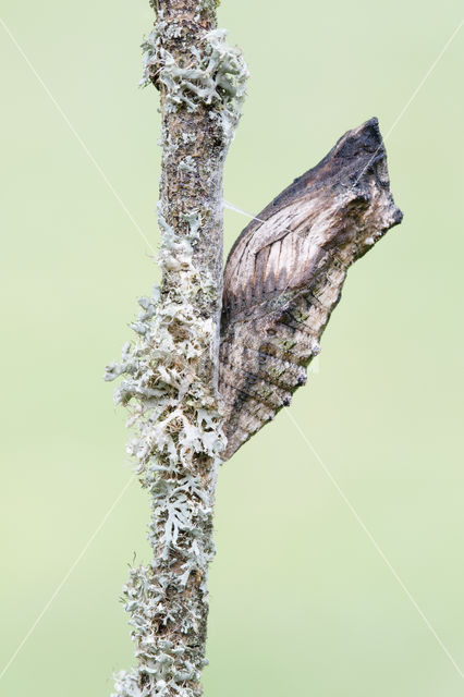 Koninginnepage (Papilio machaon)