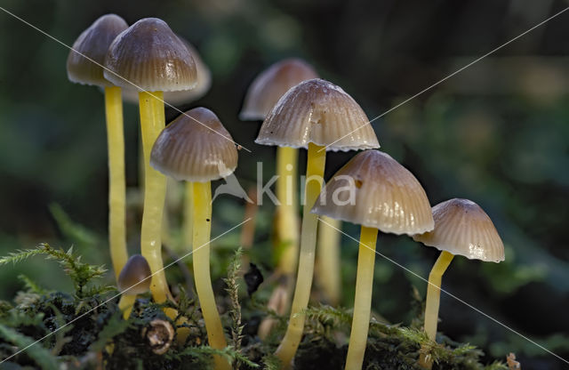 Yellowleg bonnet (Mycena epipterygia)