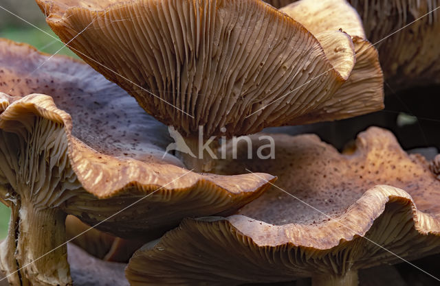 Sombere honingzwam (Armillaria ostoyae)