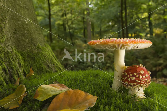 Vliegenzwam (Amanita muscaria)