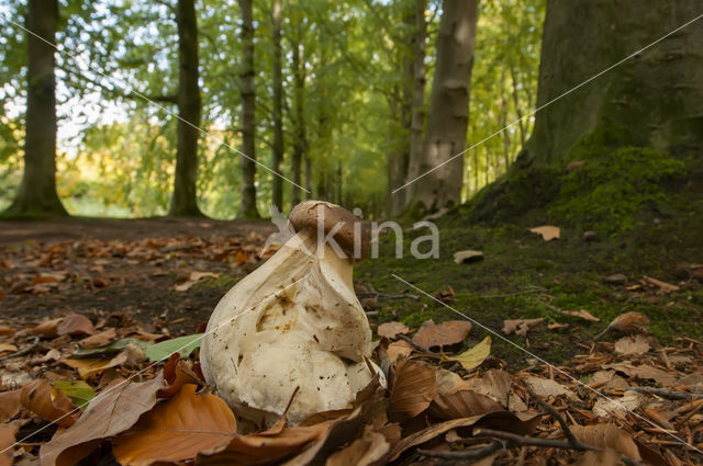 King Bolete (Boletus edulis)