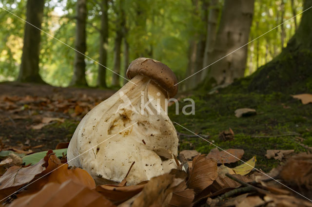 Gewoon eekhoorntjesbrood (Boletus edulis)