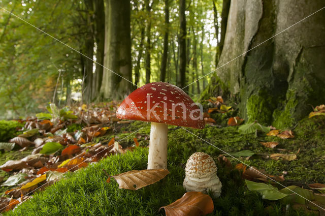 Vliegenzwam (Amanita muscaria)