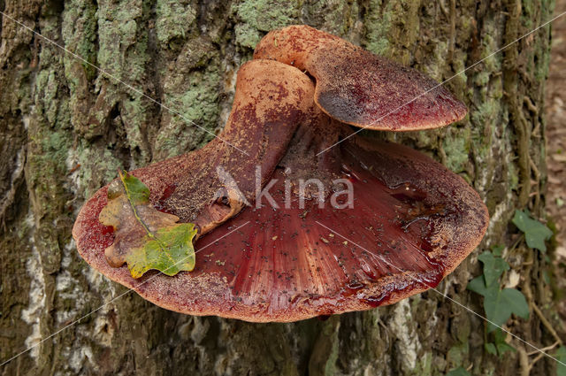 Biefstukzwam (Fistulina hepatica)