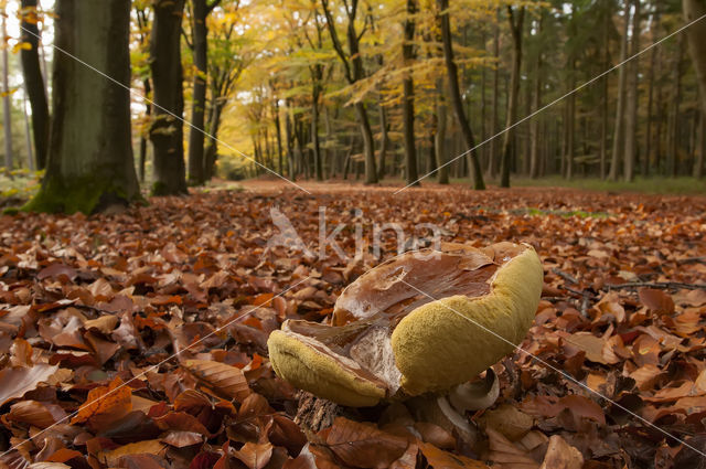 King Bolete (Boletus edulis)