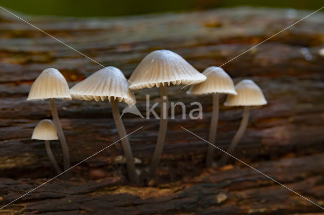 Angel's bonnet (Mycena arcangeliana)