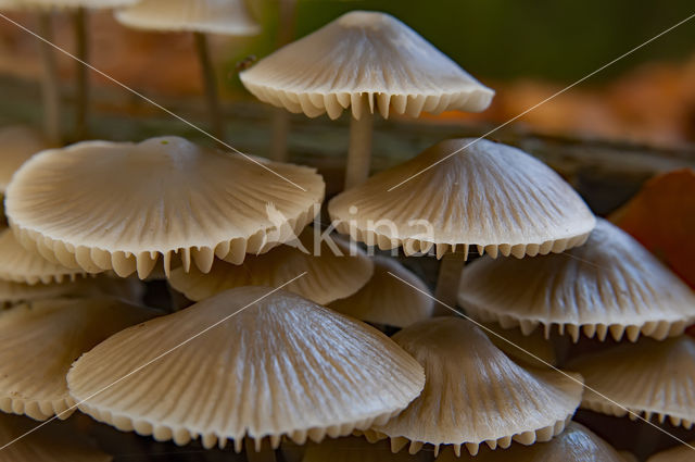 Angel's bonnet (Mycena arcangeliana)