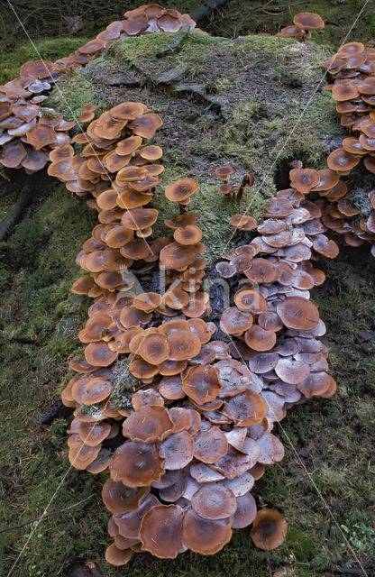 Sombere honingzwam (Armillaria ostoyae)