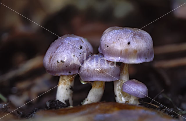 Paarse galgordijnzwam (Cortinarius croceocoeruleus)