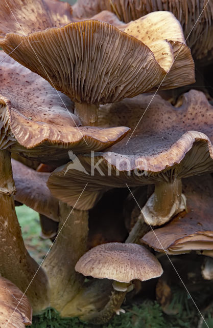 Sombere honingzwam (Armillaria ostoyae)