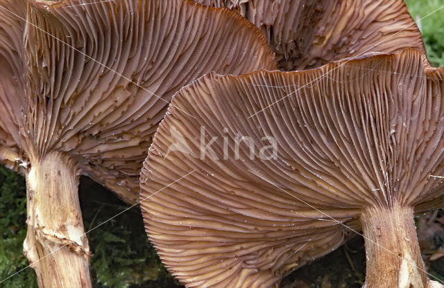 Sombere honingzwam (Armillaria ostoyae)