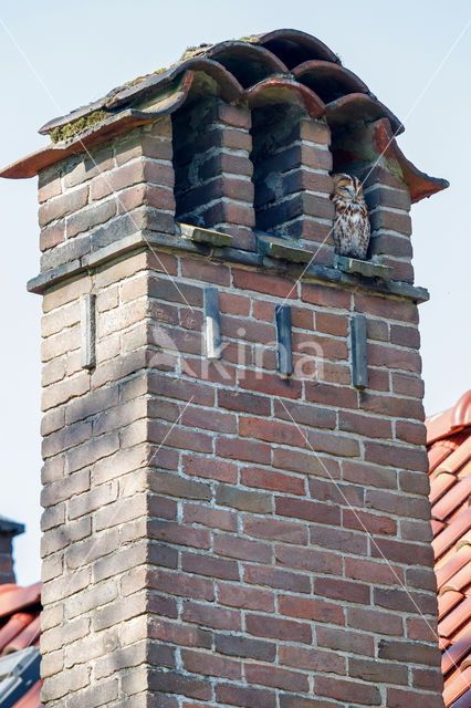 Tawny Owl (Strix aluco)