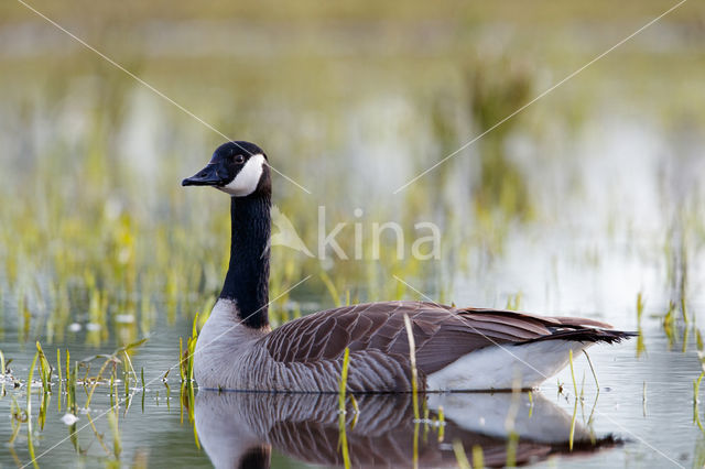 Canada Goose (Branta canadensis)