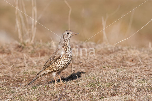 Grote Lijster (Turdus viscivorus)