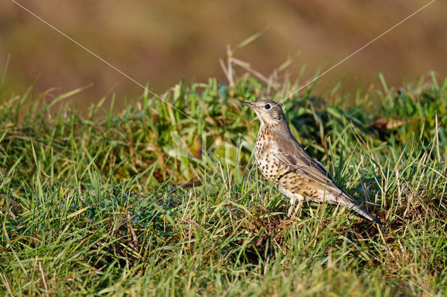 Grote Lijster (Turdus viscivorus)