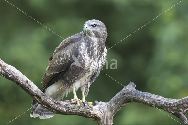Common Buzzard (Buteo buteo)