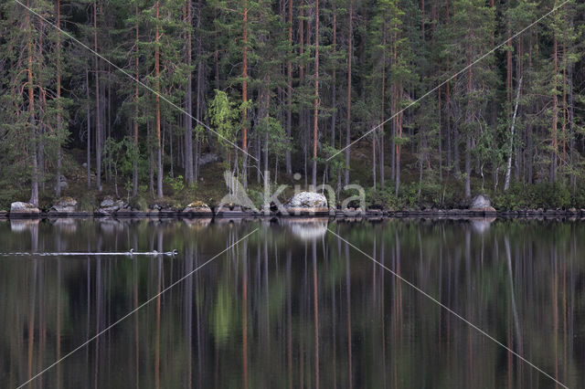 Arctic Loon