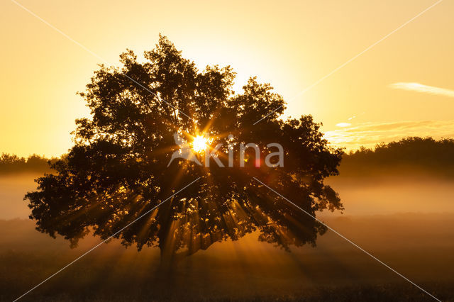 Oak (Quercus)