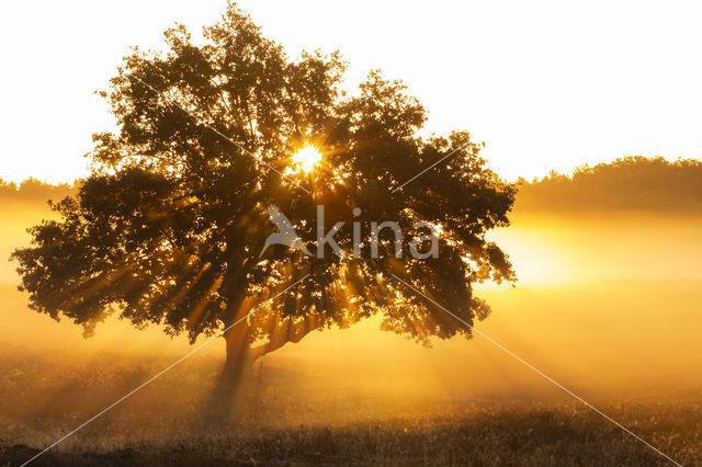 Oak (Quercus)