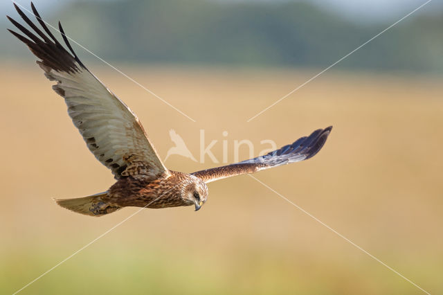 Bruine Kiekendief (Circus aeruginosus)