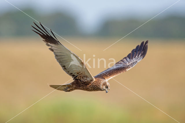 Bruine Kiekendief (Circus aeruginosus)