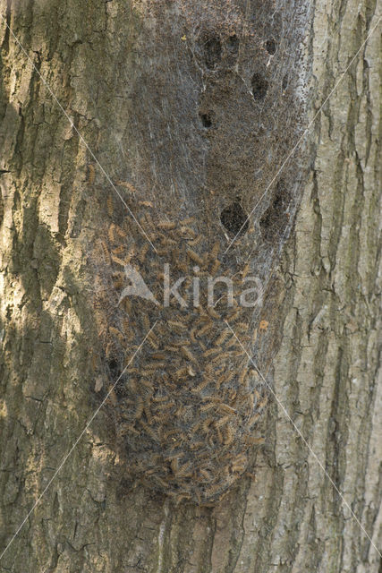 Oak processionary  moth (Thaumetopoea processionea)