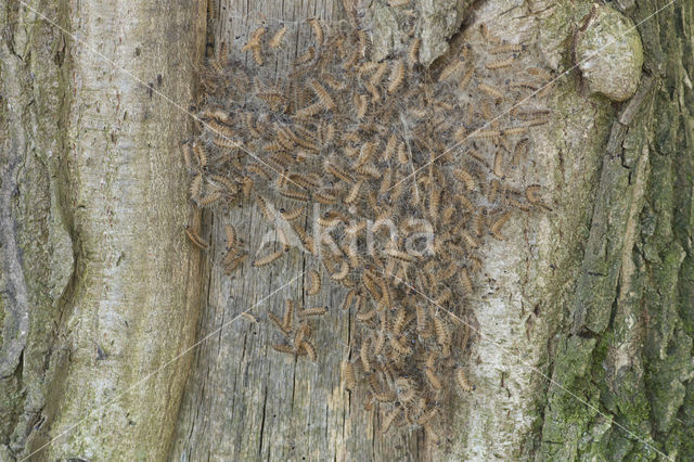 Oak processionary  moth (Thaumetopoea processionea)