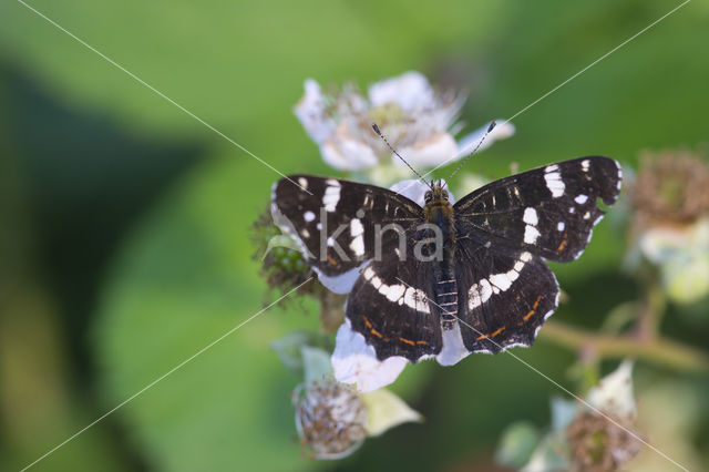 Landkaartje (Araschnia levana)