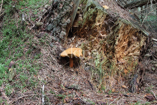 Pulveroboletus lignicola