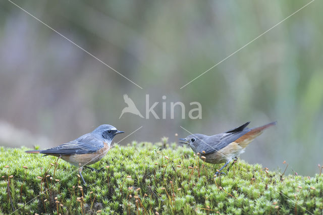 Common Redstart (Phoenicurus phoenicurus)