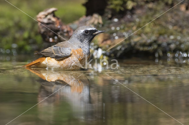 Gekraagde Roodstaart (Phoenicurus phoenicurus)