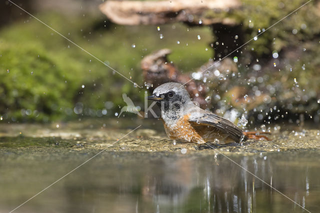 Gekraagde Roodstaart (Phoenicurus phoenicurus)