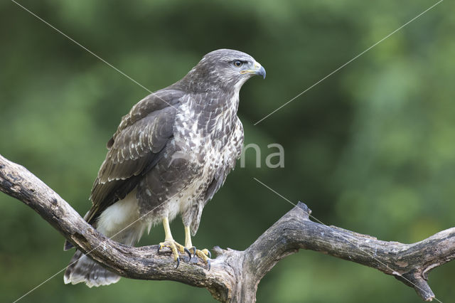 Common Buzzard (Buteo buteo)