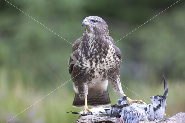 Common Buzzard (Buteo buteo)