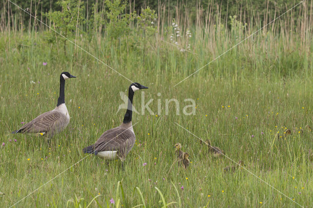 Canadese Gans (Branta canadensis)