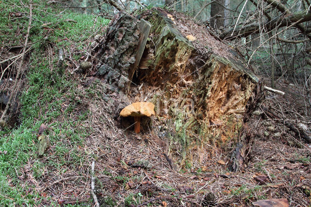 Houtboleet (Pulveroboletus lignicola)